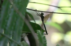 Heteronaias heterodoxa