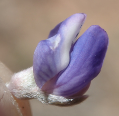 Lupinus breweri grandiflorus