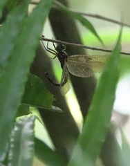 Heteronaias heterodoxa