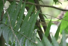 Heteronaias heterodoxa