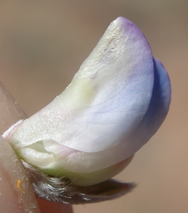 Lupinus breweri grandiflorus