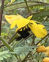 Bombus pensylvanicus