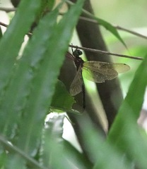 Heteronaias heterodoxa