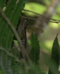 Heteronaias heterodoxa