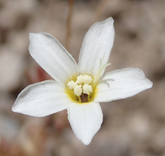 Leptosiphon breviculus