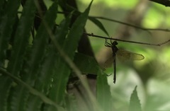 Heteronaias heterodoxa