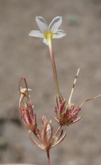 Leptosiphon breviculus