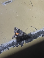 Copanarta aurea