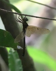 Heteronaias heterodoxa