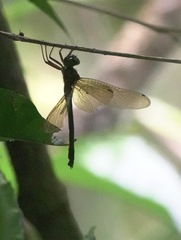 Heteronaias heterodoxa