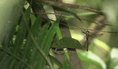 Heteronaias heterodoxa