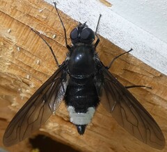 Anthrax aterrimus