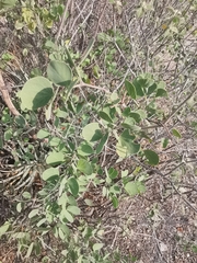 Senegalia reniformis