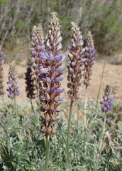 Lupinus lepidus confertus