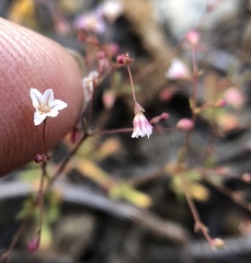 Eriogonum spergulinum