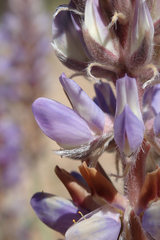 Lupinus lepidus confertus