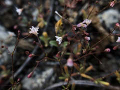 Eriogonum spergulinum