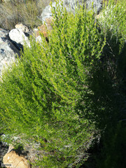 Cliffortia tuberculata