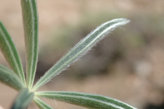 Lupinus lepidus confertus