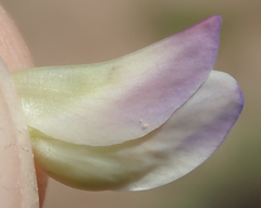 Lupinus lepidus confertus