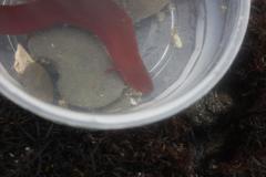 Apodichthys flavidus