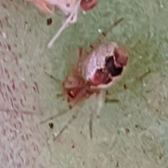 Theridiidae