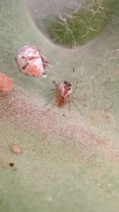 Theridiidae