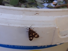 Dysauxes famula