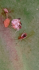 Theridiidae
