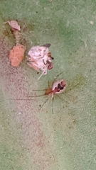 Theridiidae