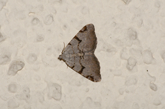 Macaria wauaria