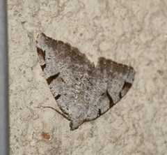 Macaria wauaria