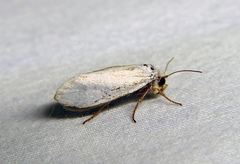 Prodoxidae
