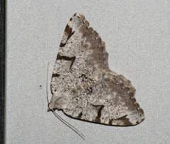 Macaria wauaria