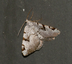 Macaria wauaria