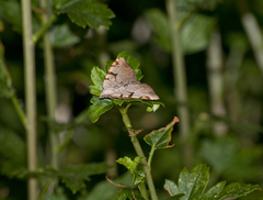 Macaria wauaria