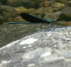 Neurobasis luzoniensis