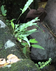 Igneocnemis odobeni
