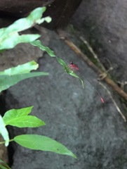 Igneocnemis odobeni