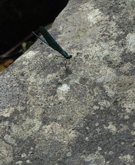 Neurobasis luzoniensis