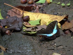 Tanaecia calliphorus