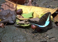 Tanaecia calliphorus