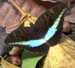 Tanaecia calliphorus