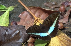 Tanaecia calliphorus
