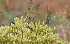 Satyrium acaciae