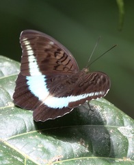 Tanaecia calliphorus