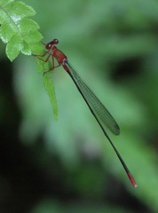 Igneocnemis odobeni