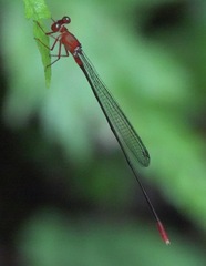 Igneocnemis odobeni