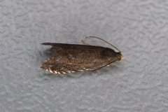 Pammene germmana