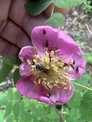 Grammoptera subargentata